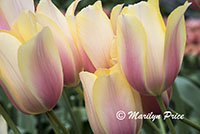 Tulips (Blushing Lady), Keukenhof Gardens, Netherlands