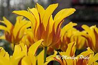 Tulip (Fire Wings), Keukenhof Gardens, Netherlands