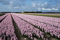 Hyacinth fields near Schagen, Netherlands