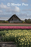 Tulip fields near Schagen, Netherlands