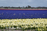 Tulip and hyacinth fields near Schagen, Netherlands