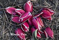 Cut tulip heads laying on the ground by the tulip fields near Schagen, Netherlands