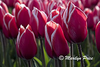 Tulip fields near Schagen, Netherlands