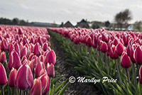 Tulip fields near Schagen, Netherlands