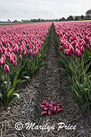 Tulip fields near Schagen, Netherlands