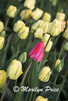 Tulip fields near Schagen, Netherlands