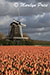 Windmill and tulip field near Schagen, Netherlands