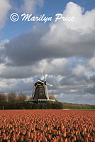 Windmill and tulip field near Schagen, Netherlands