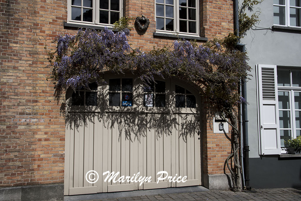 Wisteria growing over a door, Bruges, Belgium