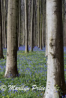 The Blue Forest - tall trees with bluebells, Het Hallerbos, Belgium