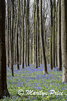 The Blue Forest - tall trees with bluebells, Het Hallerbos, Belgium