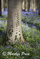 The Blue Forest - tall trees with bluebells, Het Hallerbos, Belgium