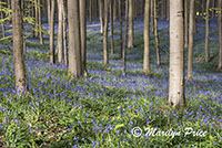 The Blue Forest - tall trees with bluebells, Het Hallerbos, Belgium