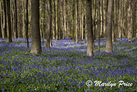 The Blue Forest - tall trees with bluebells, Het Hallerbos, Belgium