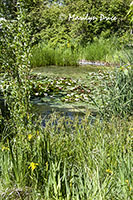 Lily Pond, ZooMontana, Billings, MT