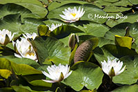 Waterlilies, ZooMontana, Billings, MT