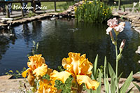 Iris at the koi pond, ZooMontana, Billings, MT