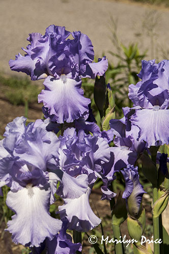 Iris, ZooMontana, Billings, MT