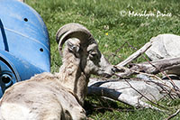 Mountain sheep, ZooMontana, Billings, MT