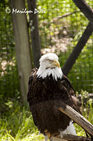 Bald Eagle, ZooMontana, Billings, MT