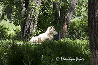 White wolf listening to loud children, ZooMontana, Billings, MT