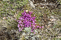 Tiny alpine flowers at Gardner Lake Pullout, Beartooth Pass Byway, MT