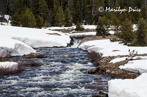 A stream cuts a path through the snow near the Top of the World, Beartooth Pass Byway, MT