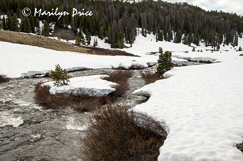 A stream cuts a path through the snow near the Top of the World, Beartooth Pass Byway, MT