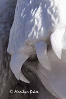 The Last Iceberg, Budweiser International Snow Sculpture Championships, Breckenridge, CO