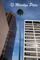 Tall palm tree and taller buildings, Pierce Brothers Westwood Cemetery, Los Angeles, CA