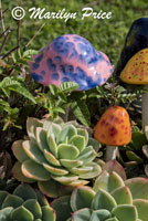 Succulent arrangement, Pierce Brothers Westwood Cemetery, Los Angeles, CA