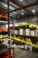 Flowers ready for floats, Float construction barn, Los Angeles, CA