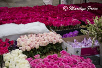 Roses ready for the floats, Float construction barn, Los Angeles, CA