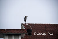 Heron, Long Beach, CA