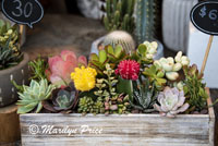 Succulent garden, Farmer's Market, Los Angeles, CA