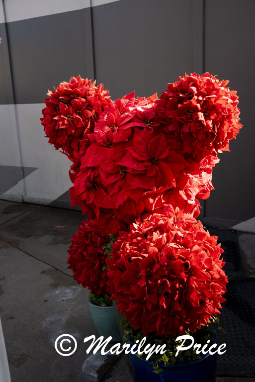 Poinsettia topiary, Disney California Adventure Park, Anaheim, CA