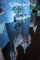 Reflection of Sleeping Beauty's Castle at night, Disneyland Park, Anaheim, CA