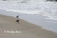 Shore birds, Assateague Island, VA