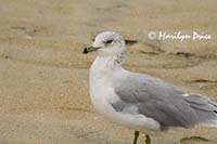 Seagull, Assateague Island, VA