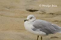 Seagull, Assateague Island, VA