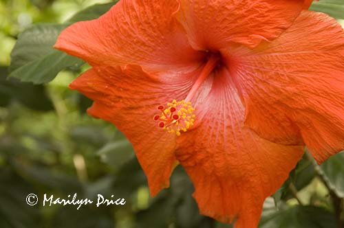 Red hibiscus (disambiguation), Denver Botanical Gardens, Denver, CO