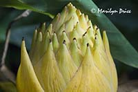 Chinese yellow banana (musella lasiocarpa), Denver Botanical Gardens, Denver, CO