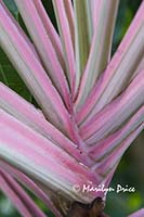 Leaves of a 'Pink Diamond' ti plant (cordyline fruticosa), Denver Botanical Gardens, Denver, CO