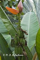 Bananas, Denver Botanical Gardens, Denver, CO