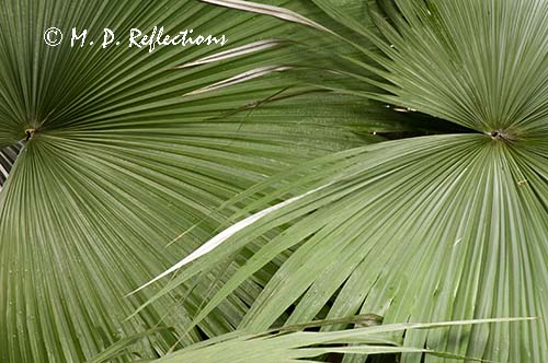 Palm leaf patterns, Denver Botanical Gardens, Denver, CO