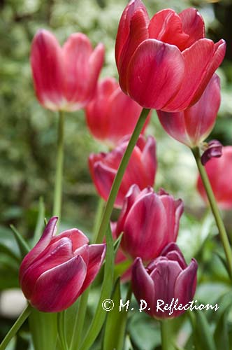Tulips, Denver Botanical Gardens, Denver, CO