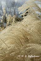 Maiden grass, Denver Botanical Gardens, Denver, CO