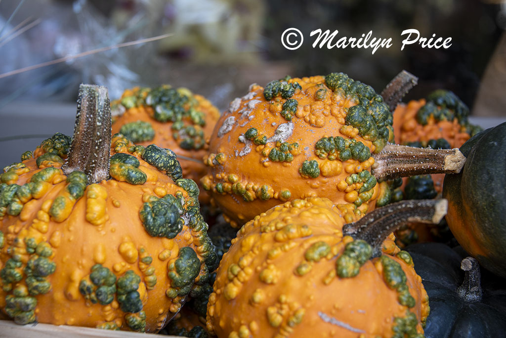 Pumpkins for sale, Granville Island Market, Vancouver, BC, Canada