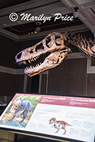 Sue, the T. Rex, on display at the Royal BC Museum, Victoria, BC, Canada