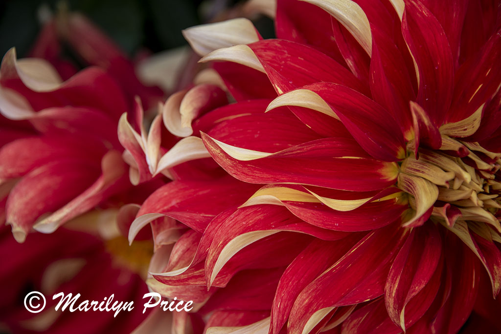 Dahlia, Empress Hotel, Victoria, BC, Canada